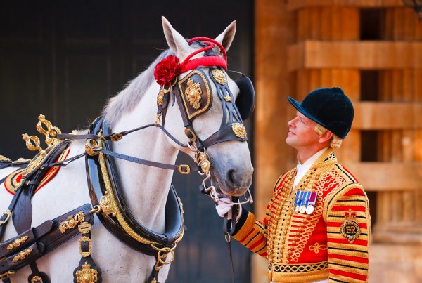 Postillion in full state Livery with one of the Windsor Greys, wearing the Queens Harness